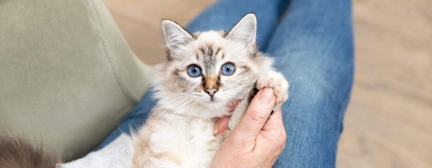 Kitten injections cost 2024 pets at home